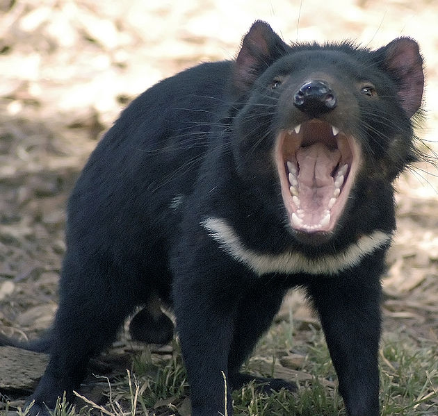 Conheça a bela Tasmânia, a terra do personagem animado Taz Tasmanian devil